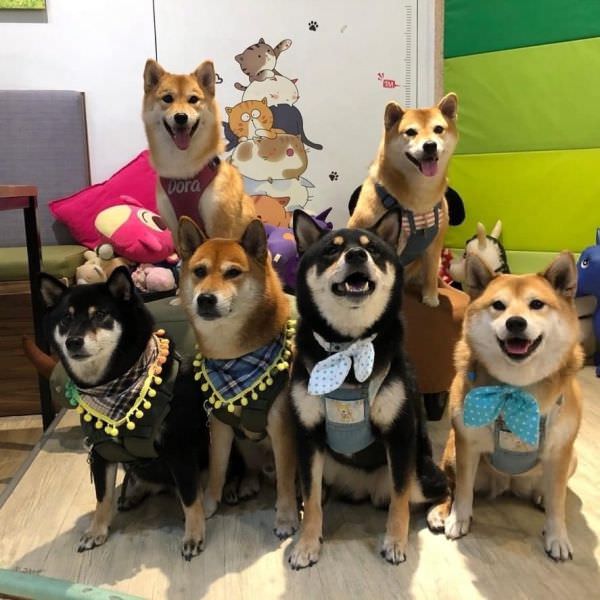 对宠物超友善